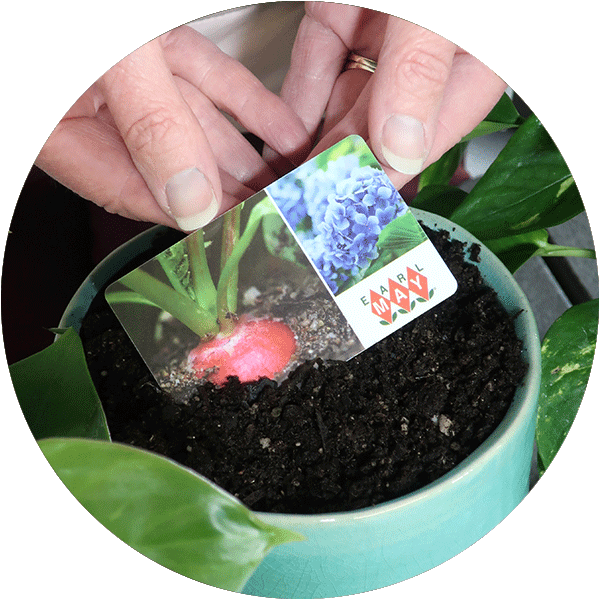 Two hands holding a gift card on top of a pot of soil.